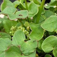 Oxyria digyna